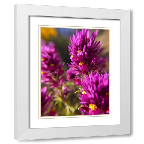 Owl Clover I White Modern Wood Framed Art Print with Double Matting by Popcorn