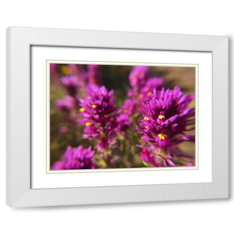 Owl Clover II White Modern Wood Framed Art Print with Double Matting by Popcorn