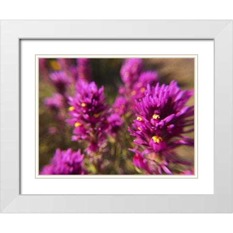 Owl Clover II White Modern Wood Framed Art Print with Double Matting by Popcorn