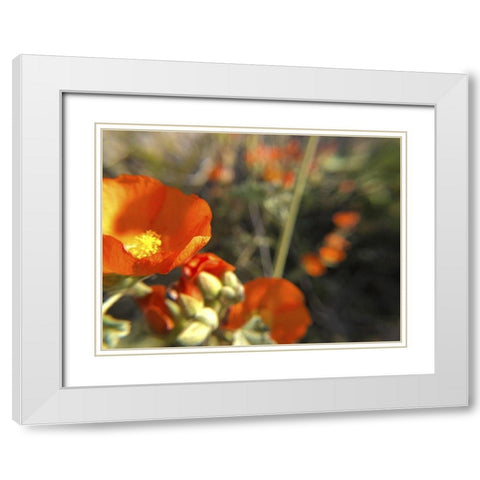 Wildflowers XIV White Modern Wood Framed Art Print with Double Matting by Popcorn