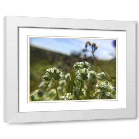 Wildflowers XVI White Modern Wood Framed Art Print with Double Matting by Popcorn