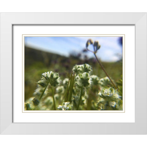 Wildflowers XVI White Modern Wood Framed Art Print with Double Matting by Popcorn