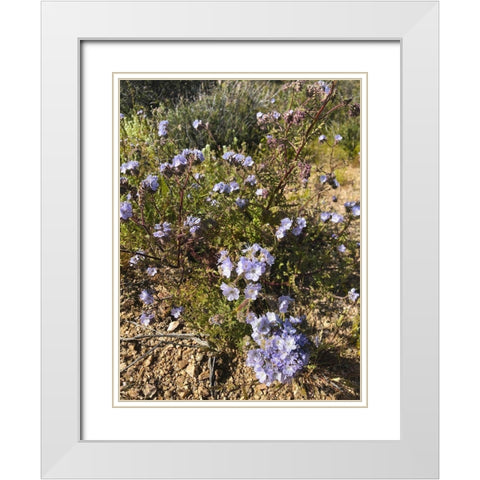 Wildflowers XVII White Modern Wood Framed Art Print with Double Matting by Popcorn