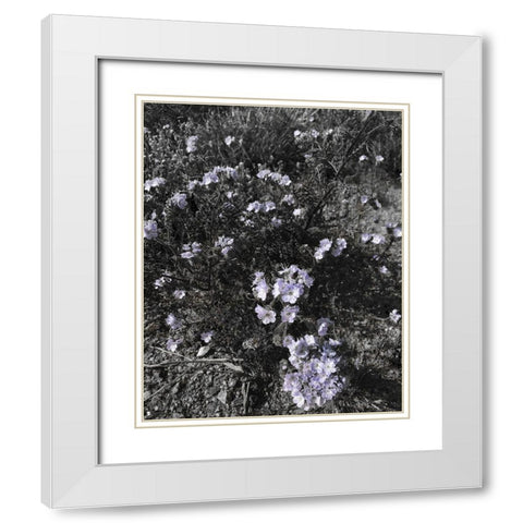 Wildflowers BandW I White Modern Wood Framed Art Print with Double Matting by Popcorn