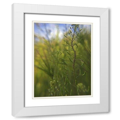 Wildflowers Macro I White Modern Wood Framed Art Print with Double Matting by Popcorn