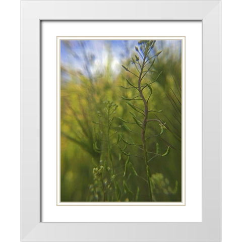 Wildflowers Macro I White Modern Wood Framed Art Print with Double Matting by Popcorn