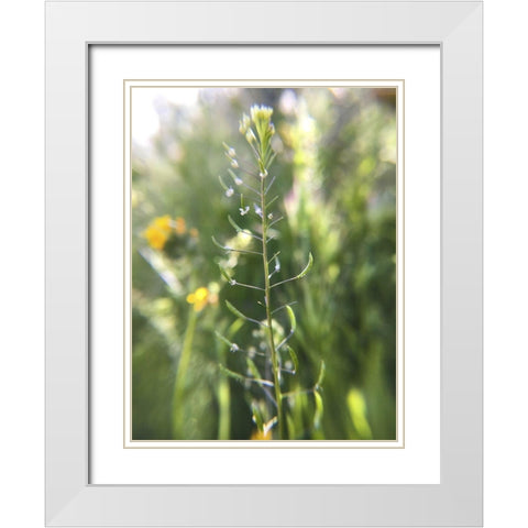 Wildflowers Macro III White Modern Wood Framed Art Print with Double Matting by Popcorn