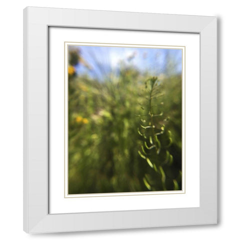 Wildflowers Macro IV White Modern Wood Framed Art Print with Double Matting by Popcorn