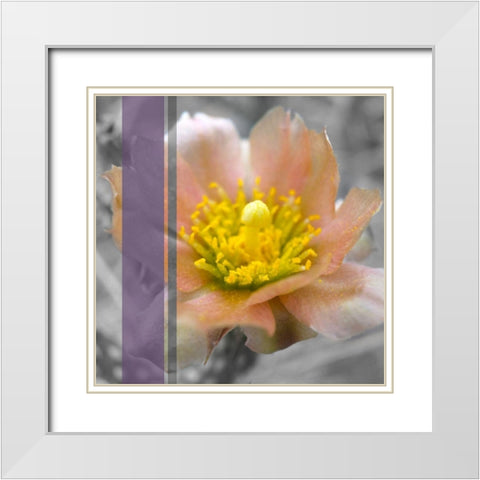 Cactus Flower BandW I A White Modern Wood Framed Art Print with Double Matting by Popcorn