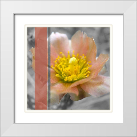 Cactus Flower BandW I B White Modern Wood Framed Art Print with Double Matting by Popcorn