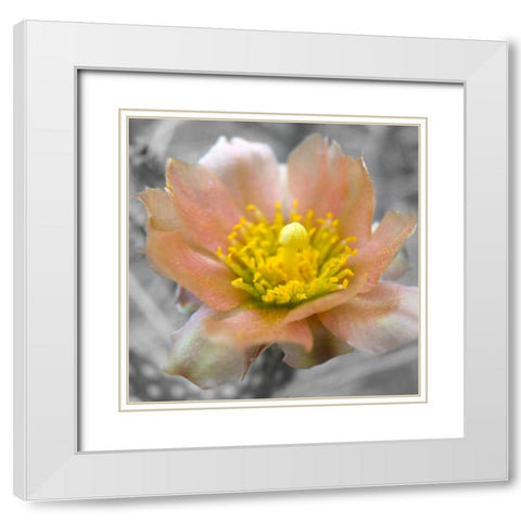 Cactus Flower BandW I White Modern Wood Framed Art Print with Double Matting by Popcorn