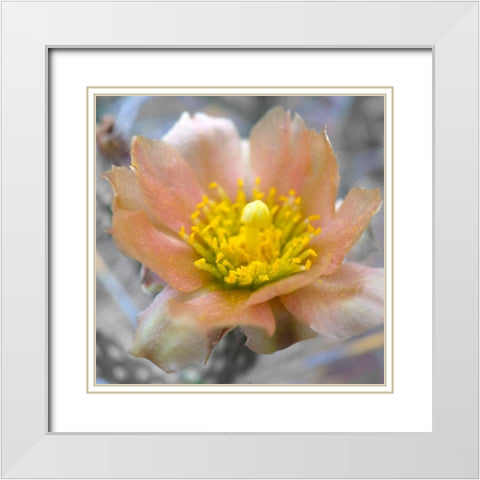 Cactus Flower BandW II White Modern Wood Framed Art Print with Double Matting by Popcorn