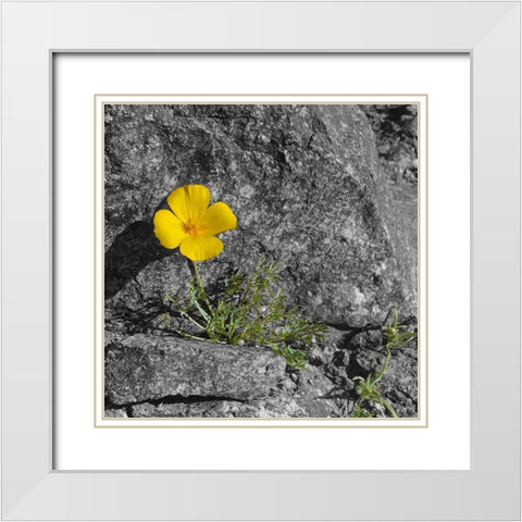 Poppy BandW White Modern Wood Framed Art Print with Double Matting by Popcorn