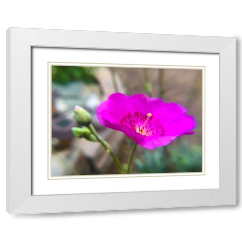 Rock Purslane Bloom II White Modern Wood Framed Art Print with Double Matting by Popcorn