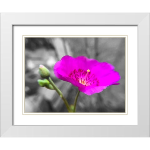 Rock Purslane Bloom II BandW White Modern Wood Framed Art Print with Double Matting by Popcorn