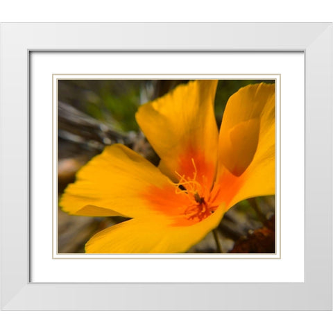 Poppy White Modern Wood Framed Art Print with Double Matting by Popcorn