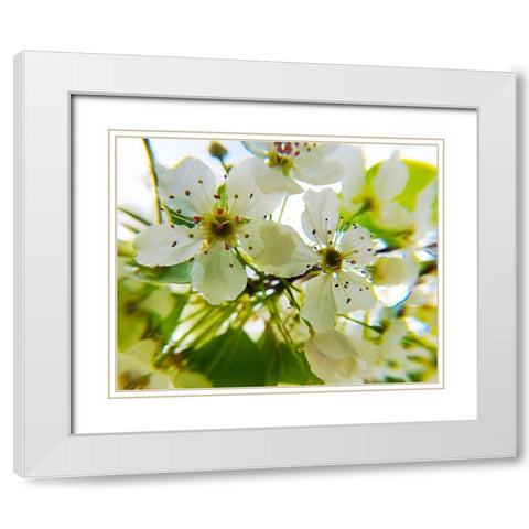 Hawthorn Bloom II White Modern Wood Framed Art Print with Double Matting by Popcorn