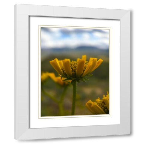 Wildflowers Nostalgia II White Modern Wood Framed Art Print with Double Matting by Popcorn