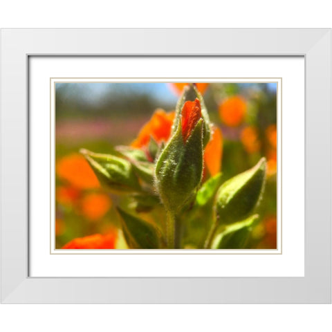 Wildflowers XLVII White Modern Wood Framed Art Print with Double Matting by Popcorn