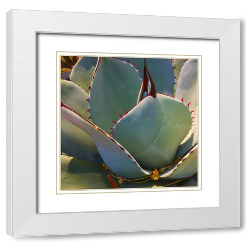 Mescal Agave B White Modern Wood Framed Art Print with Double Matting by Tenoever, William