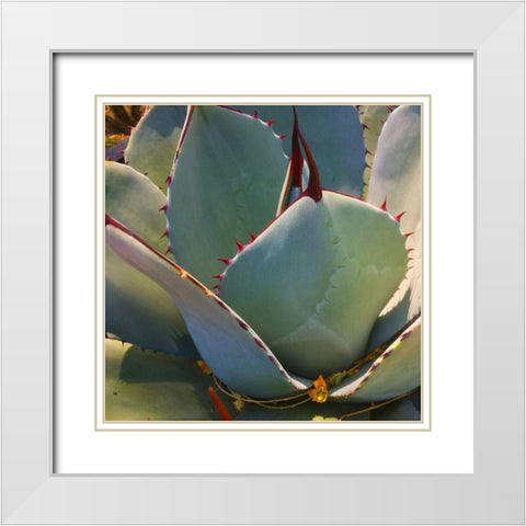 Mescal Agave B White Modern Wood Framed Art Print with Double Matting by Tenoever, William