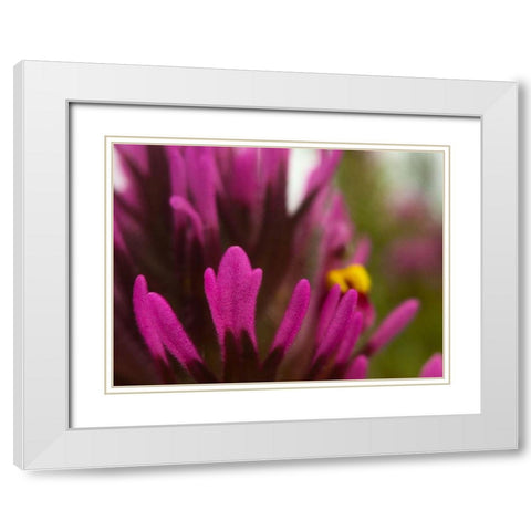 Owl Clover White Modern Wood Framed Art Print with Double Matting by Tenoever, William
