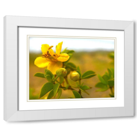 Creosote in Bloom 1 White Modern Wood Framed Art Print with Double Matting by Tenoever, William