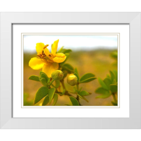 Creosote in Bloom 1 White Modern Wood Framed Art Print with Double Matting by Tenoever, William