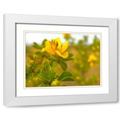 Creosote in Bloom 2 White Modern Wood Framed Art Print with Double Matting by Tenoever, William