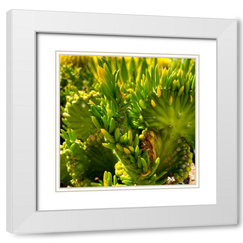 Cactus White Modern Wood Framed Art Print with Double Matting by Tenoever, William