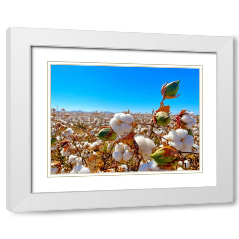 CottonFields1 White Modern Wood Framed Art Print with Double Matting by Tenoever, William