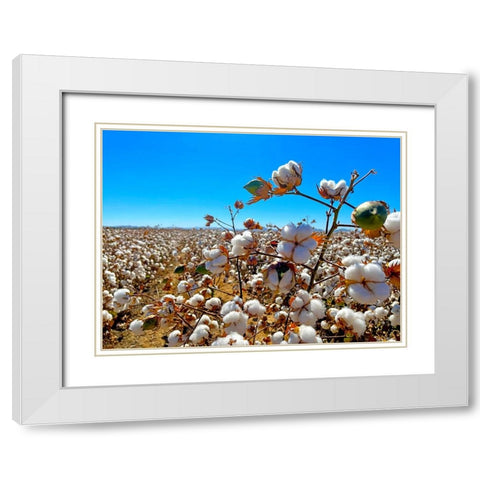 CottonFields2 White Modern Wood Framed Art Print with Double Matting by Tenoever, William