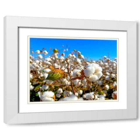 CottonFields3 White Modern Wood Framed Art Print with Double Matting by Tenoever, William