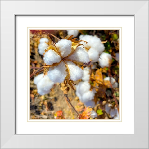 CottonFields4 White Modern Wood Framed Art Print with Double Matting by Tenoever, William