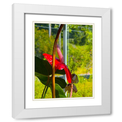 Flamingo Flower White Modern Wood Framed Art Print with Double Matting by Tenoever, William