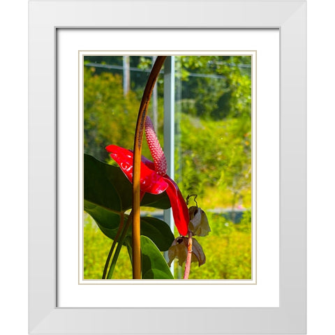 Flamingo Flower White Modern Wood Framed Art Print with Double Matting by Tenoever, William
