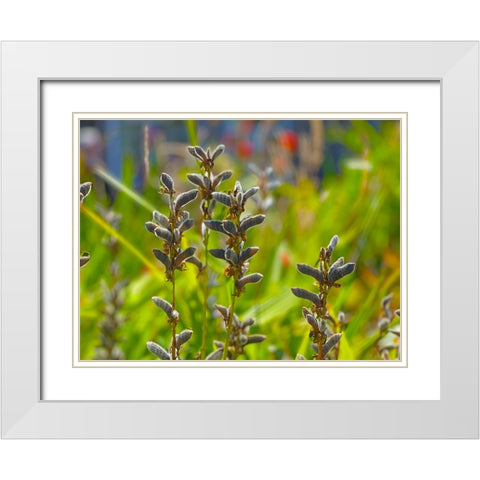 Lupin Seedpod 1 White Modern Wood Framed Art Print with Double Matting by Tenoever, William