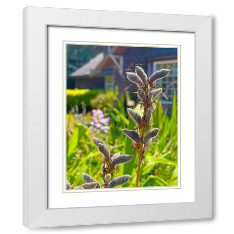 Lupin Seedpod 2 White Modern Wood Framed Art Print with Double Matting by Tenoever, William
