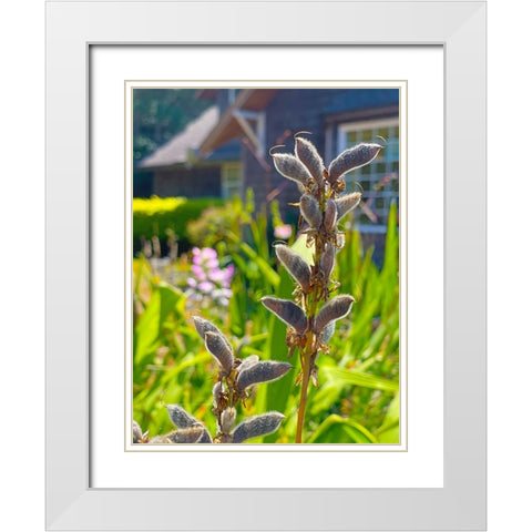 Lupin Seedpod 2 White Modern Wood Framed Art Print with Double Matting by Tenoever, William