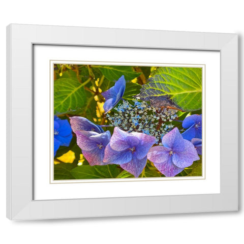 Hydrangea 1 White Modern Wood Framed Art Print with Double Matting by Tenoever, William