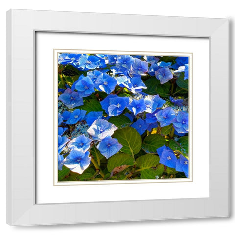 Hydrangea 2 White Modern Wood Framed Art Print with Double Matting by Tenoever, William