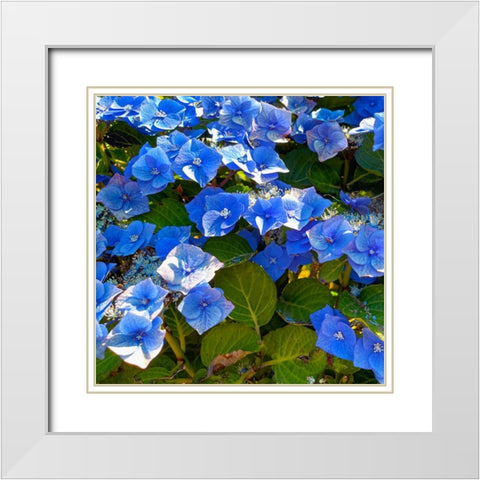 Hydrangea 2 White Modern Wood Framed Art Print with Double Matting by Tenoever, William