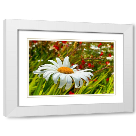 Daisy 1 White Modern Wood Framed Art Print with Double Matting by Tenoever, William