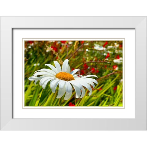 Daisy 1 White Modern Wood Framed Art Print with Double Matting by Tenoever, William