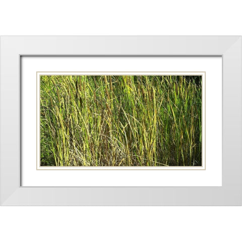 Roper Lake II: Grasses I White Modern Wood Framed Art Print with Double Matting by Popcorn