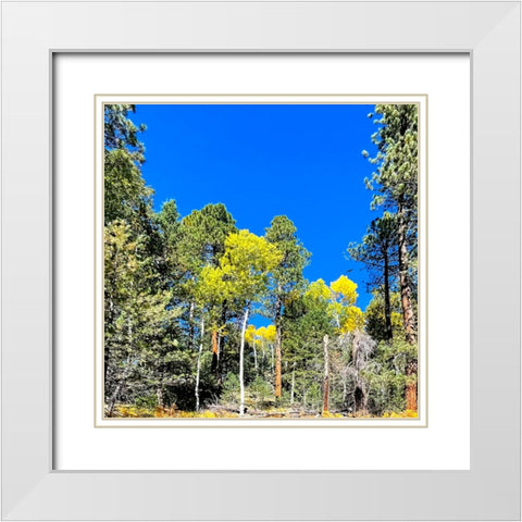 AspensInTheFall17 White Modern Wood Framed Art Print with Double Matting by Tenoever, William