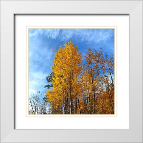 AspensInTheFall21 White Modern Wood Framed Art Print with Double Matting by Tenoever, William