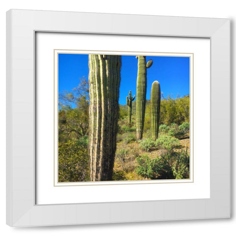 Desert Scape 12b White Modern Wood Framed Art Print with Double Matting by Popcorn