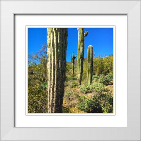 Desert Scape 12b White Modern Wood Framed Art Print with Double Matting by Popcorn