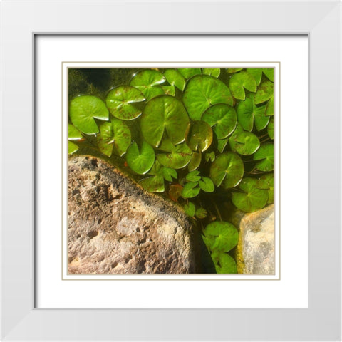 Lillypads A White Modern Wood Framed Art Print with Double Matting by Tenoever, William